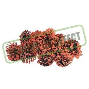 Conuri brad pentru aranjamente florale