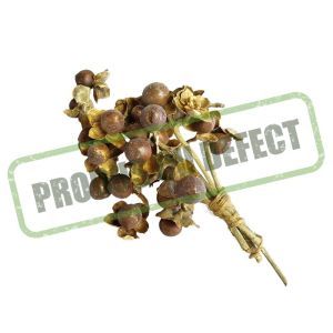 Plante uscate pentru aranjamente florale