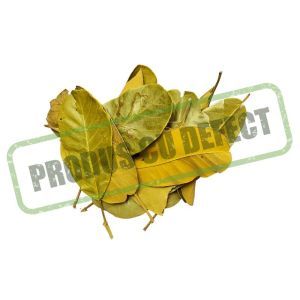 Mandioca leaf pentru aranjamente florale