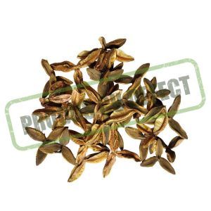 Plante uscate pentru aranjamente florale