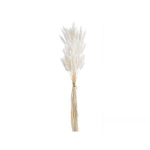 Buchet lagurus flori uscate color pentru aranjamente florale