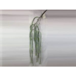 Crenguta brad+zapada