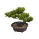 model 2 - Bonsai artificial+ghiveci pentru decoratiuni florale