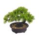 model 4 - Bonsai artificial+ghiveci pentru decoratiuni florale