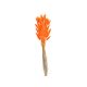 model 6 - Buchet lagurus flori uscate color pentru aranjamente florale