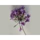 model 4 - Crenguta agapanthus artificial pentru aranjamente florale