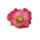 model 5 - Capete anemone artificiale set 12 buc