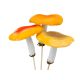 Cu bat - Set 12 ciuperci cu bat/clips pentru decoratiuni