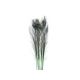model 2 - Pene paun color pentru aranjamente florale set 5 buc