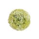 Capete Allium Cepa Artificiale Set 6 Buc